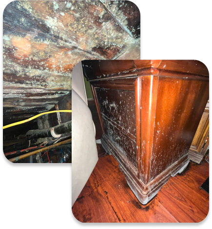 New York State licensed mold assessment and remediation regulations