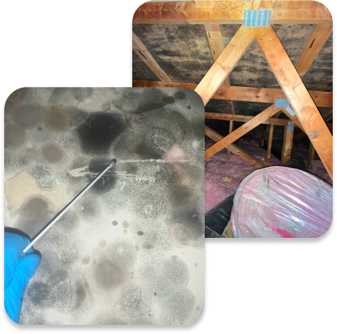 Illustration representing mold inspection and assessment services