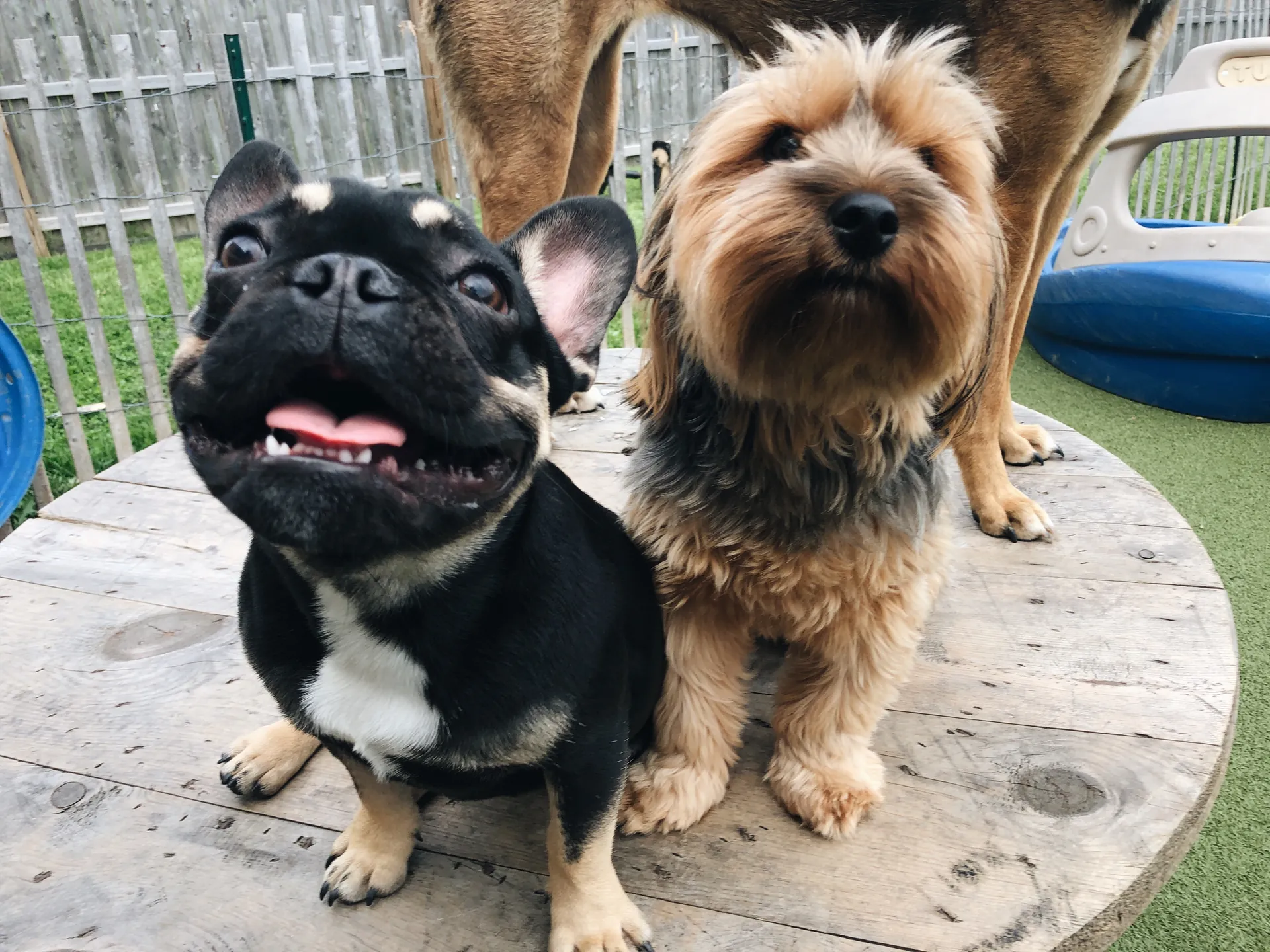 Wags Dog Club Play Area