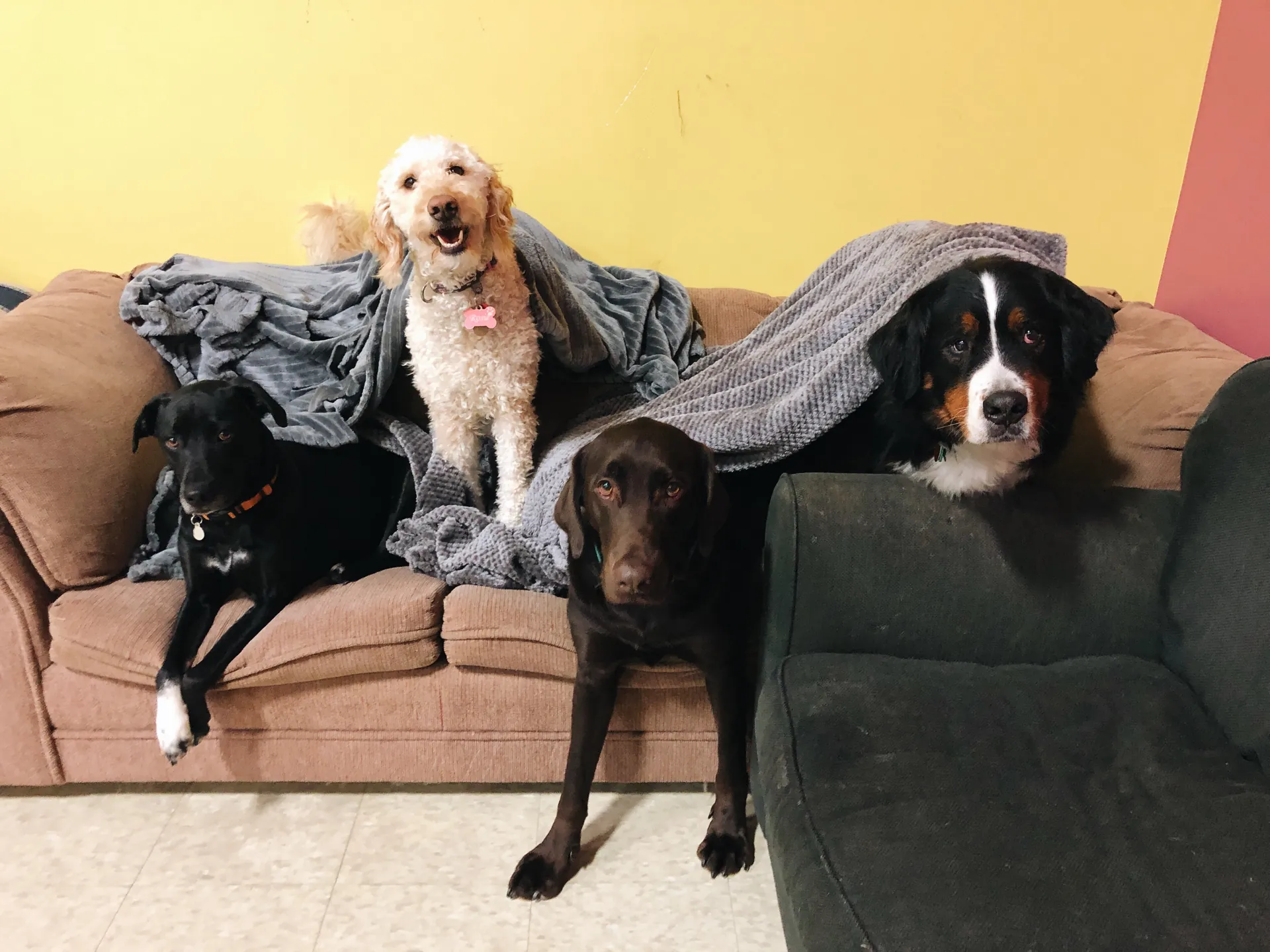 Dogs Playing