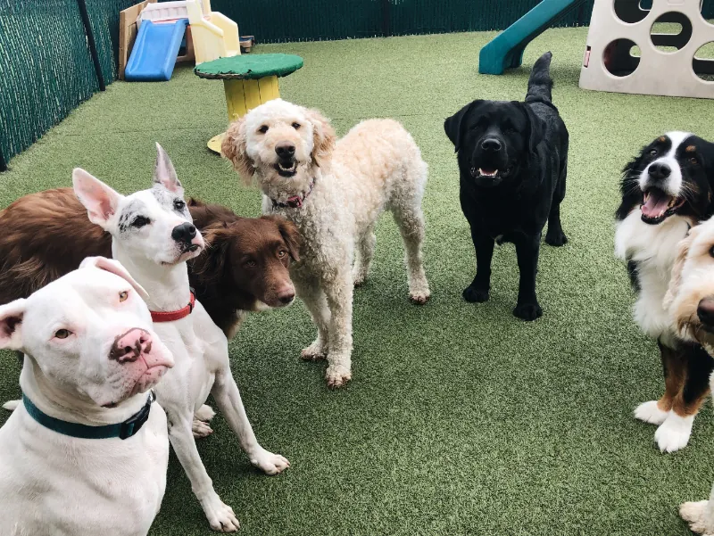 Dogs in Wags Dog Club Boarding