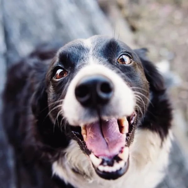 Dog enjoying enrichment time