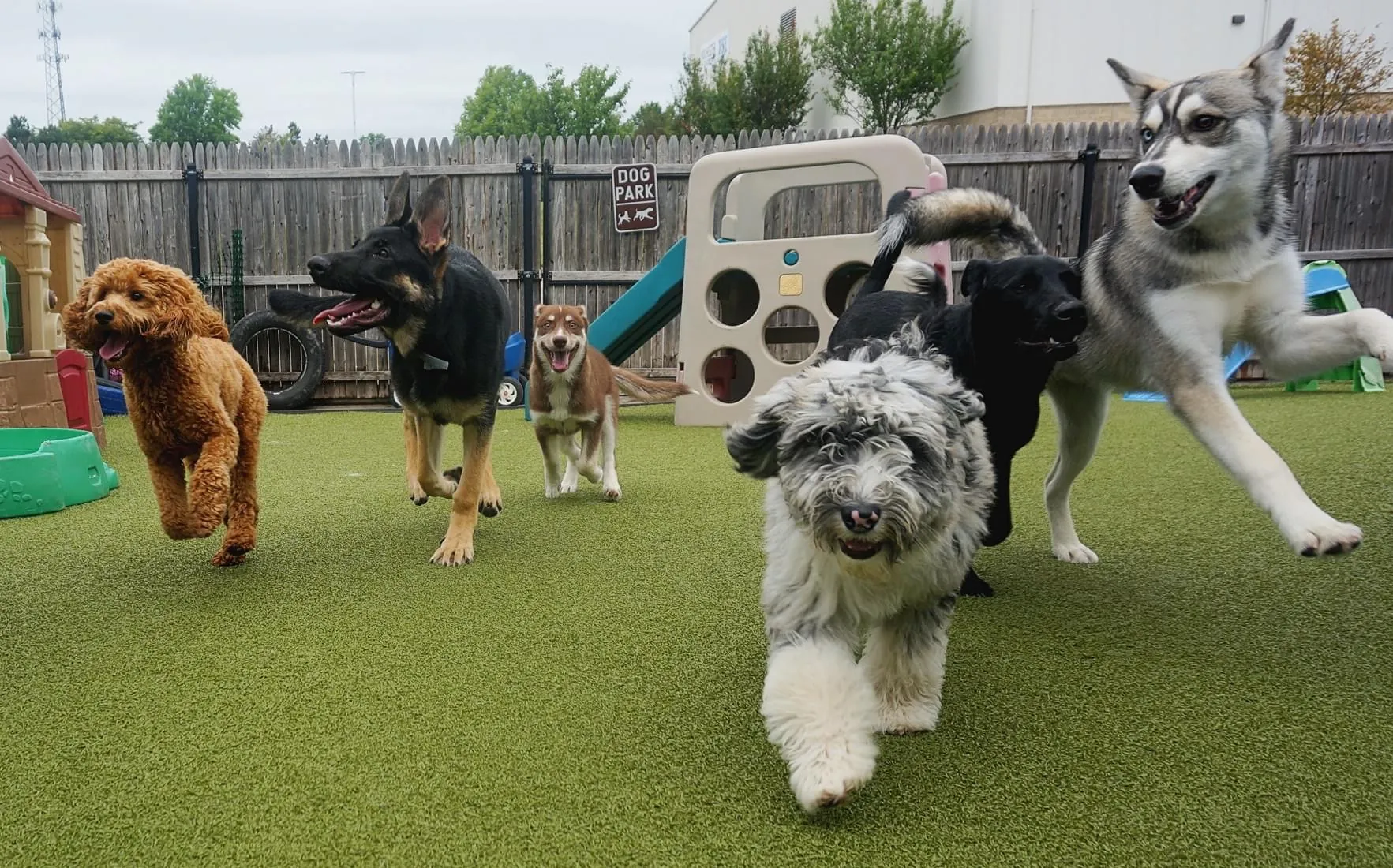 Happy Dogs at Wags