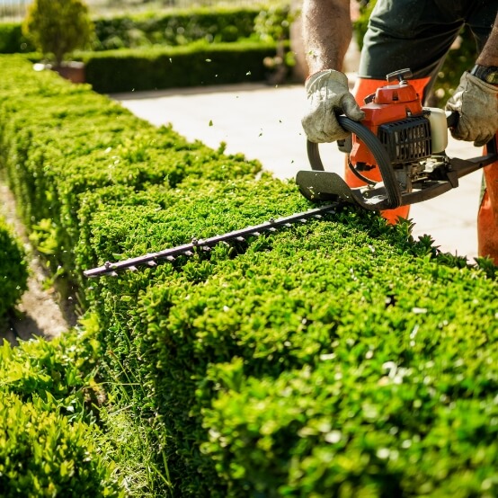 Hedge Trimming and Shrub Care