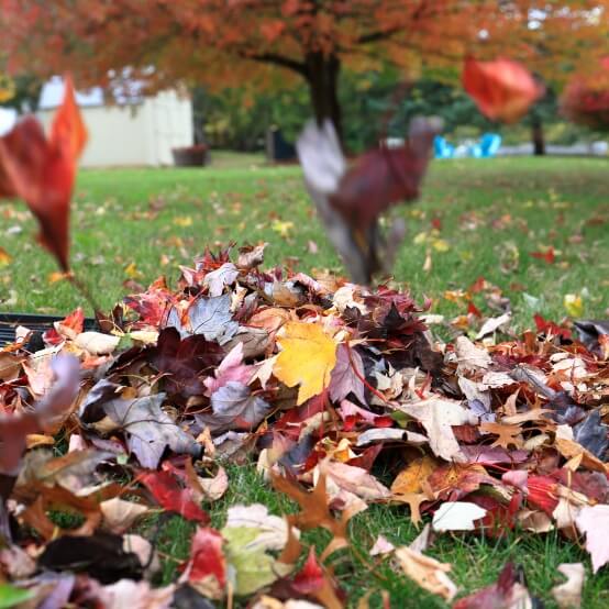 Leaf Removal and Yard Cleanup