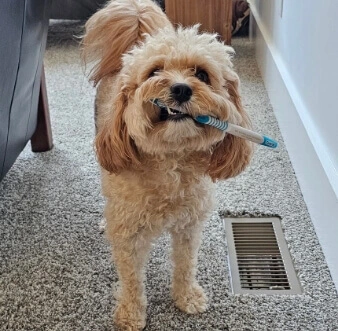 Our extremely cute office dog, Paisley